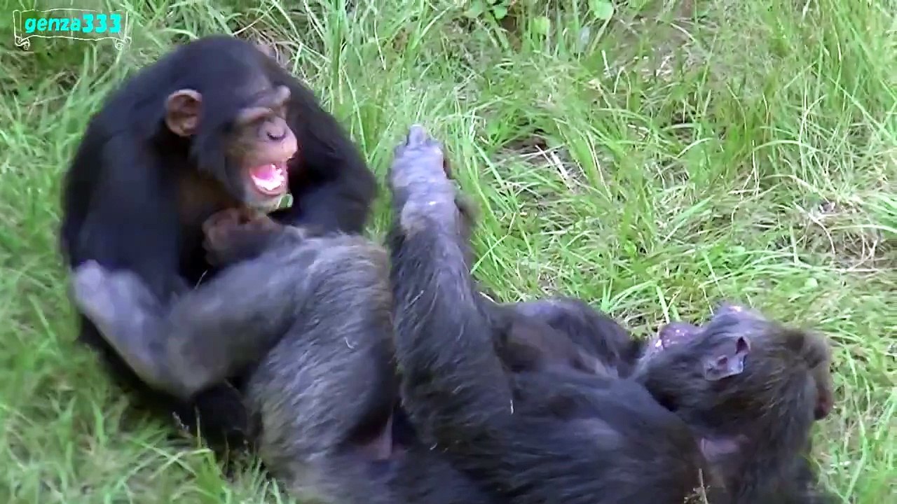 Funny Chimpanzee Video   Funny Animal Video