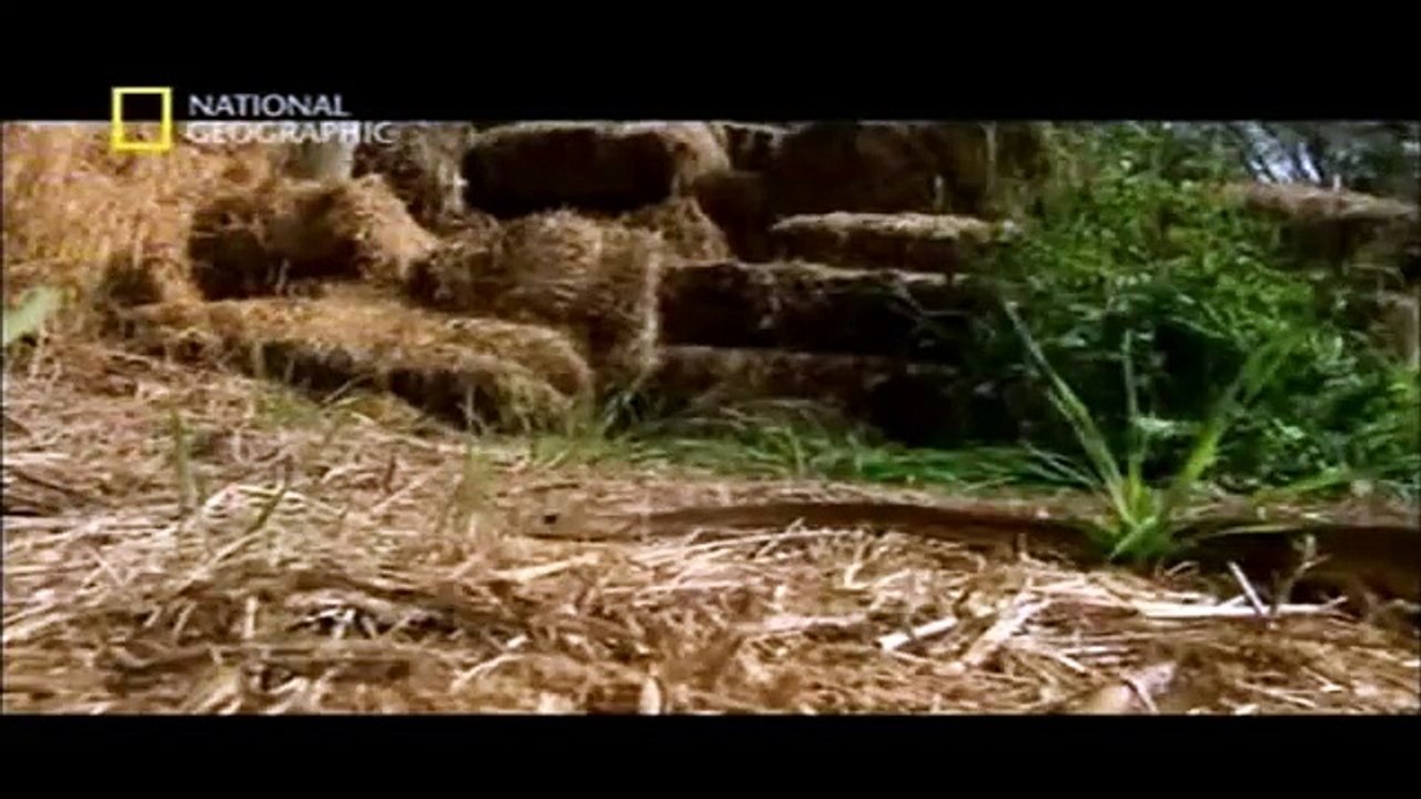 Los doce animales mas peligrosos del Mundo 7/7 - www.teinteresasaber.com