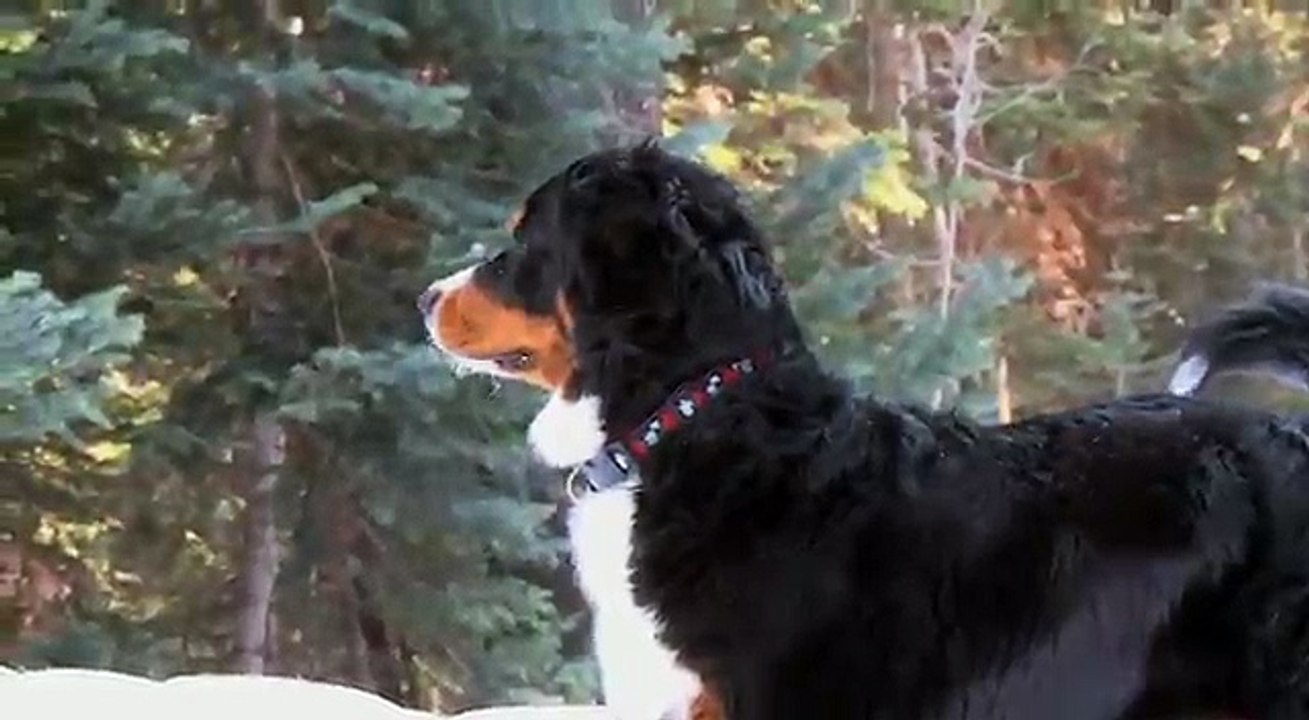 A Snow Day For Hannah, The Bernese Mountain Dog