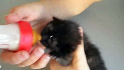 PULCINA, CHE FORZA DELLA NATURA!!!!!!!!!!!!!!!