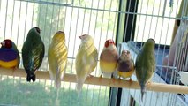 Gouldian Finches 9/12/2010