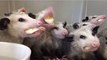Watching Opossums Eat Bananas Is Kinda Terrifying