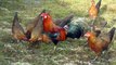 Buschhühner Hahn mit seinen Hennen Hühner