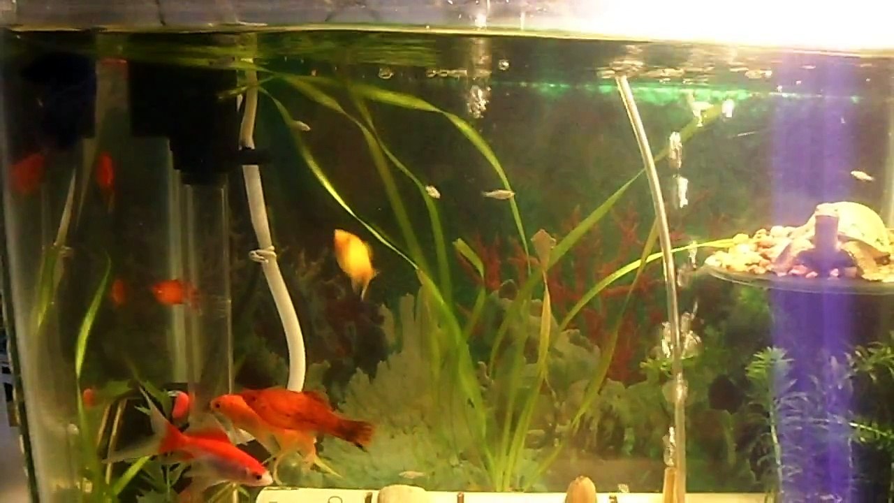 Betta Miami em aquário com outros peixes!