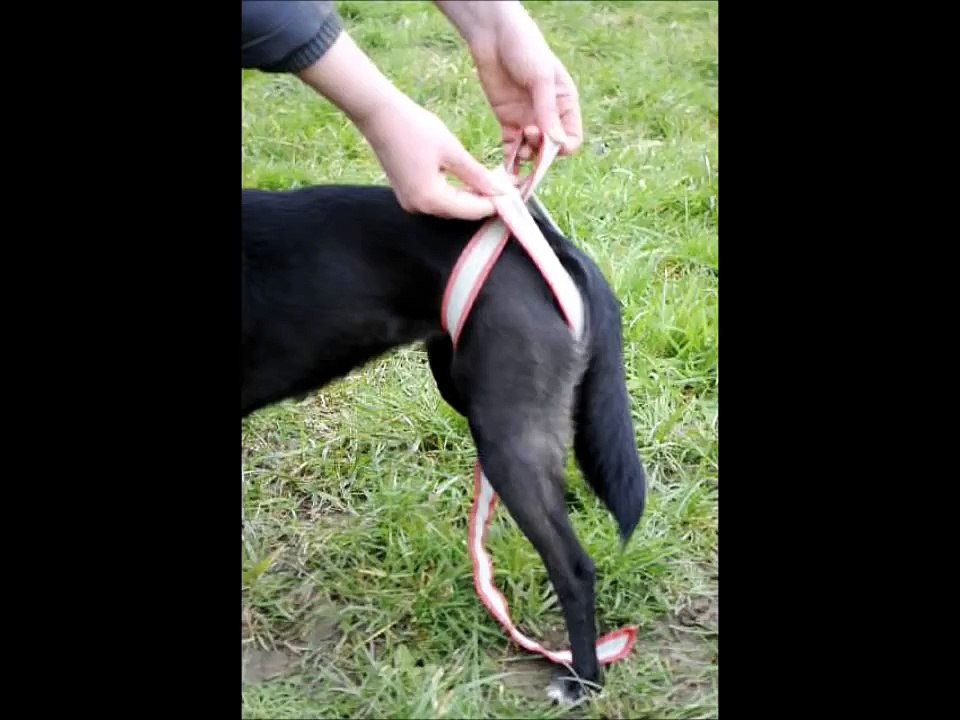 piccobello.eu - démonstration vidéo de la petite couche pour chienne