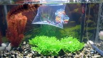 Adding Cardinal and Neon Tetras 10 Gallon Freshwater Fish Tank