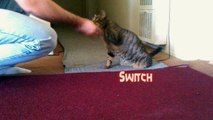 Moe does dog tricks- Cat does dog tricks