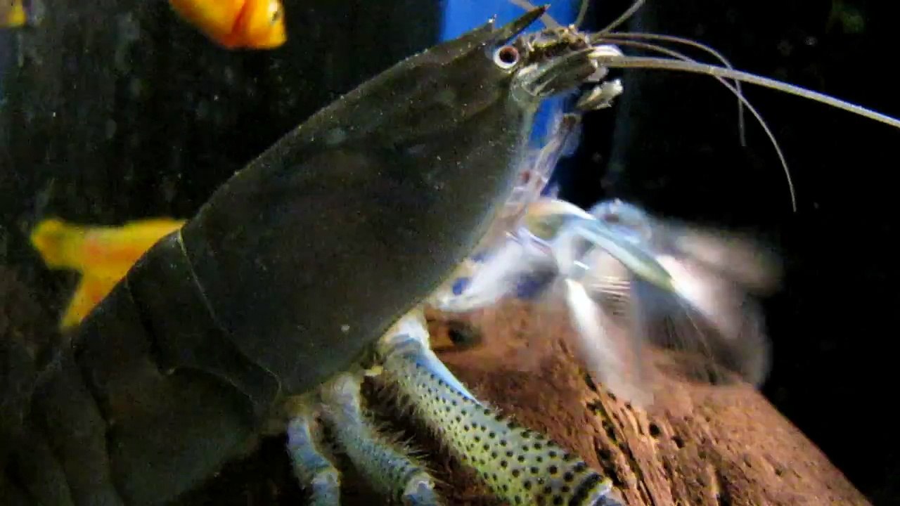 Atya Gabonensis