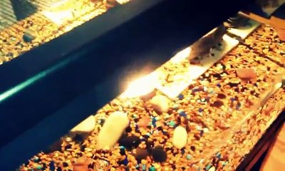 New zilla  40 gallon turtle tank