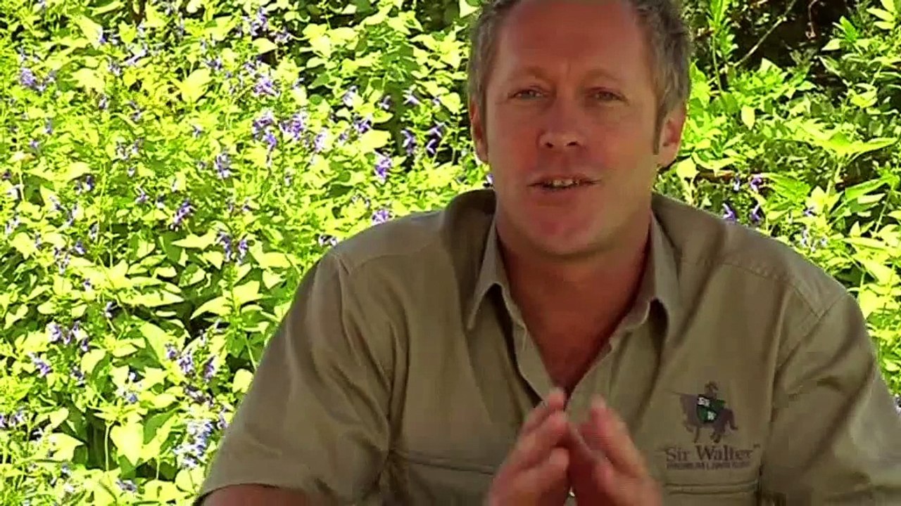 Controlling Invasive Grasses by Daleys turf Australia