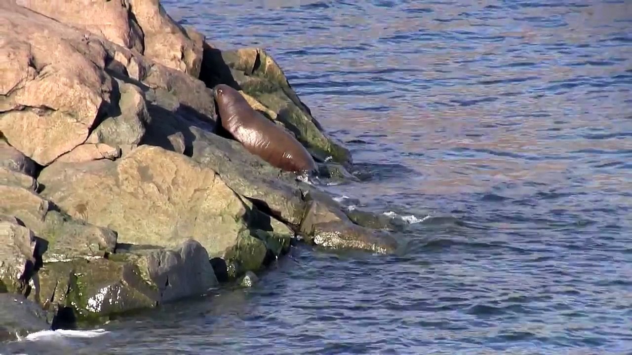 Walrus calf falls off rock