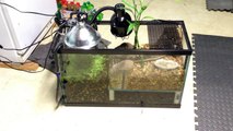 Part 6 - Dual 100 Gallon Display Tank/Filter setup DiY