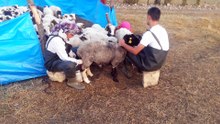 Yaylada Koyun Sağma 20150804