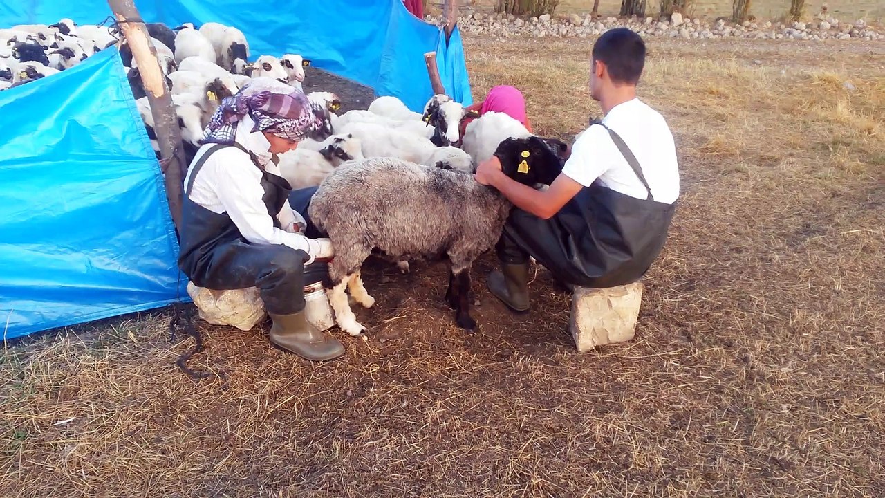 Yaylada Koyun Sağma 20150804