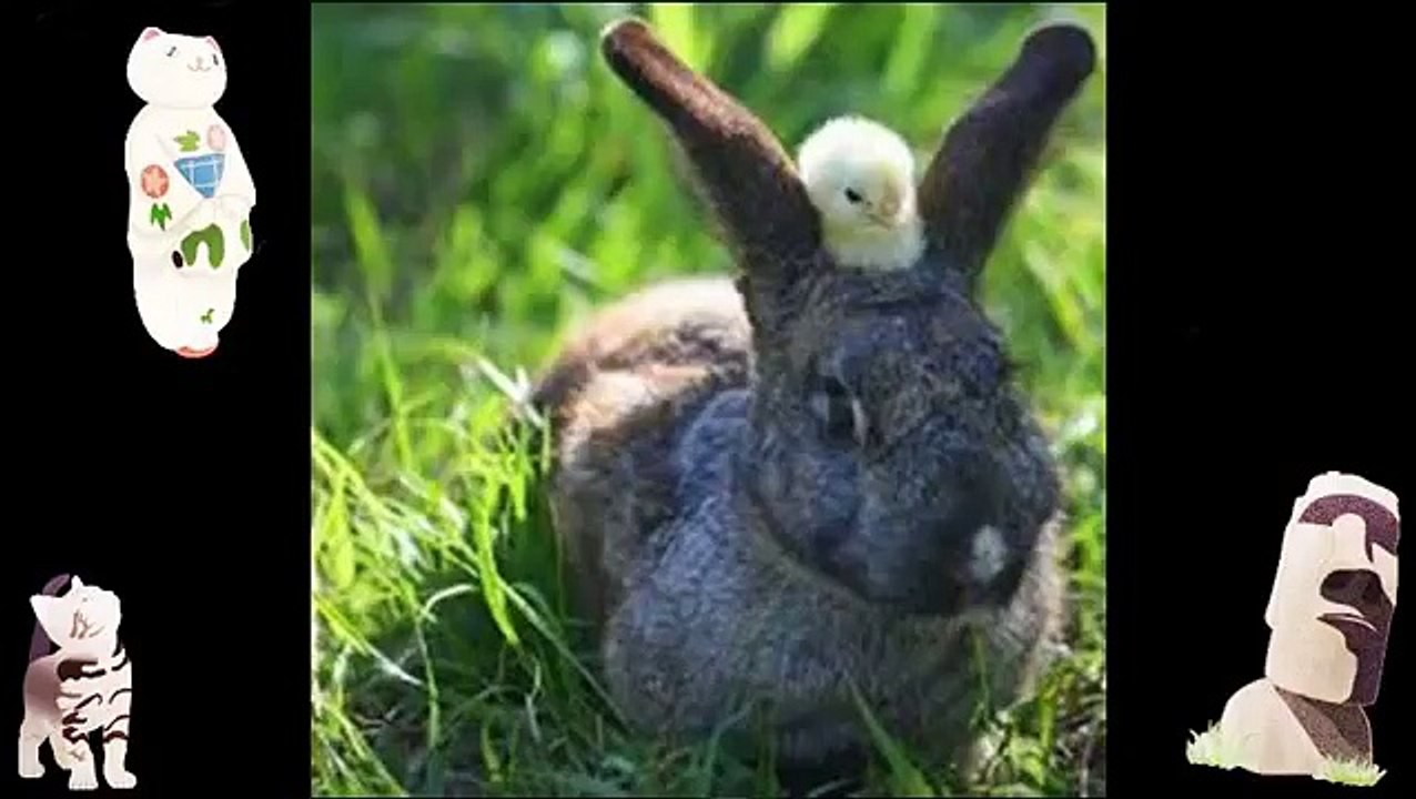 Funny Animals Jokes Animal Compilation Animals Planet Videos Images Of Funny Videos