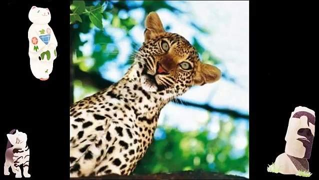 Funny Animals Jokes Animal Compilation Free Online Funny Videos Funny Animal Jokes