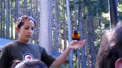Rainbow Lorikeet at Kiwi & Birdlife Park