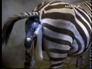Zebra Giving Birth