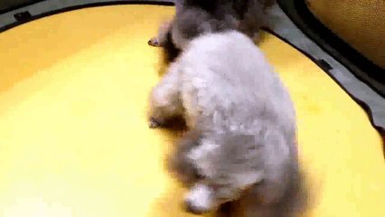 Seks Anjing ( Saat kawin)