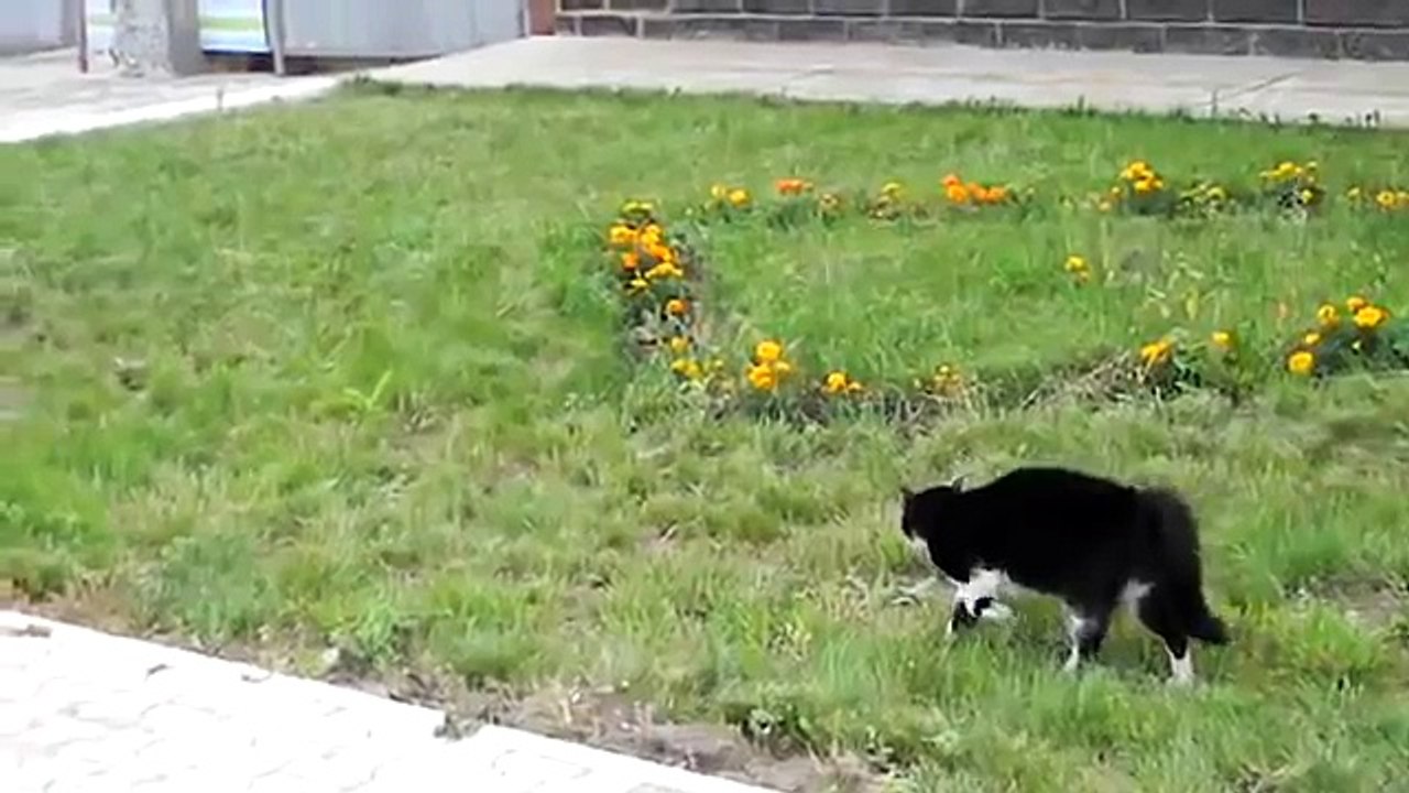 Cat beats up dog