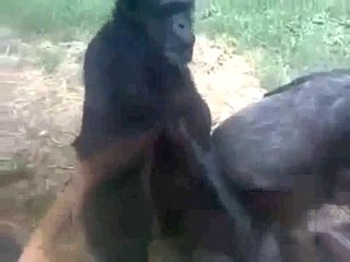 monkey funny compilation videos - 100 % make You LOL
