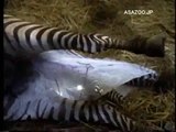Zebra currently thrilling Childbirth