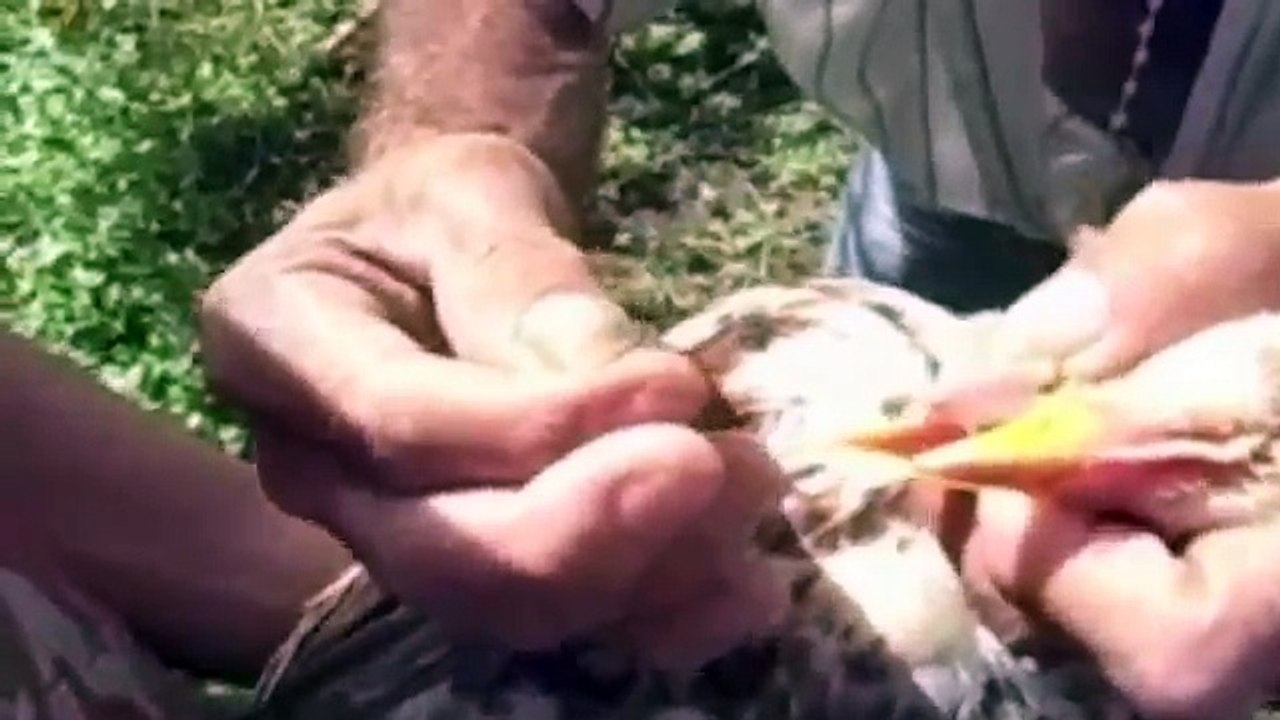 El Tratamiento para la Pepita, Pepilla para Gallinas.