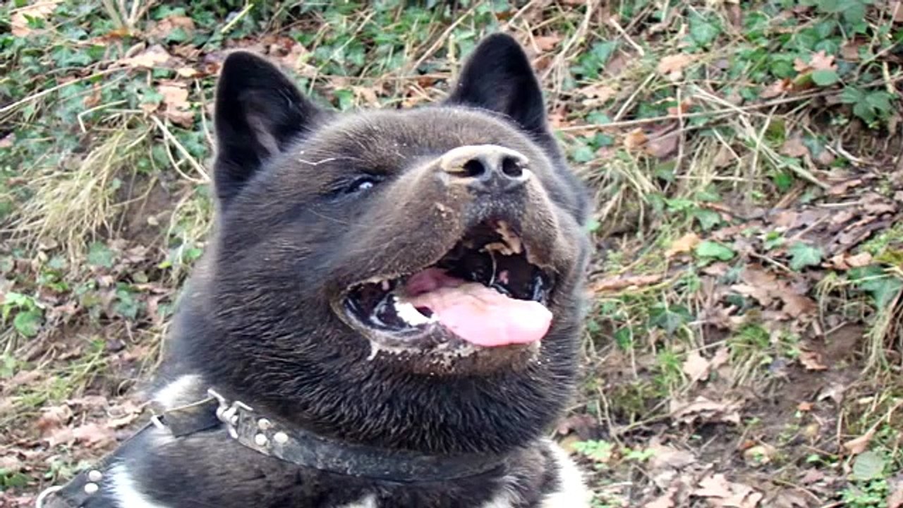 Dünyanın En Korkunç Köpekleri
