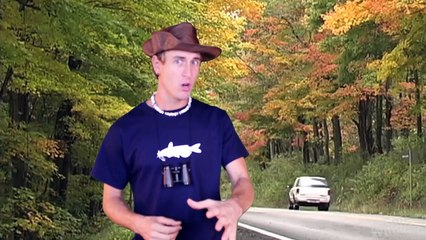 Giant Snake Causes Major Accident