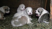 Catei ciobanesc de asia centrala 3 saptamani / Central Asia Shepherd puppies 3 weeks old