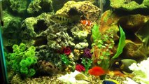 Saltwater & Freshwater Fish Living Together