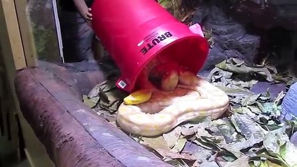 Behind the Scenes: Lemondrop | California Academy of Sciences