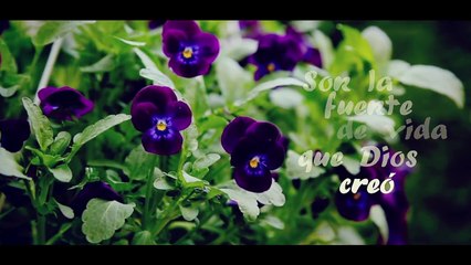 Marcos Yaroide -"Por Una Como Ella" Video oficial de letras