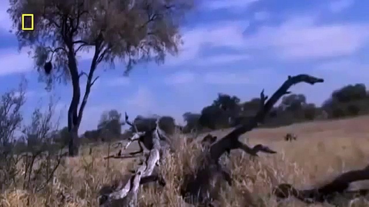 Animals Documentary | Africa Animals eXtreme | WILD National Geographic