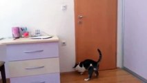 Un gato abre 5 puertas para salir