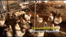 Columbian Wyandotte Chicken Breed (Breeder Flock)