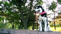 Riesenschnauzer, Husky and other dogs wearing Pink Leather Dog Collar
