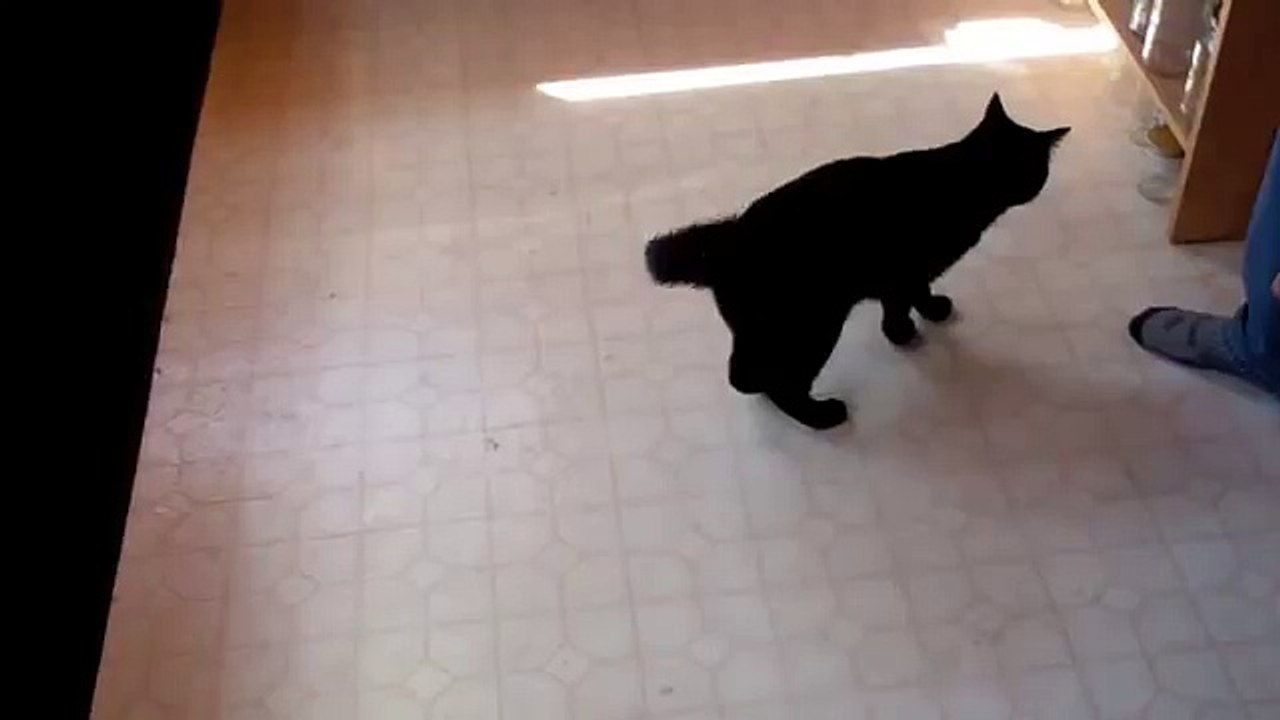 Spinning my Cat