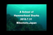 A School of Hammerhead Sharks,Mikomoto,Japan,2010.7.31