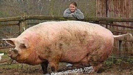 World's 10 Biggest Animals of All Time NEW 2014