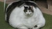 World's Fattest Cats GUINNESS WORLD RECORDS