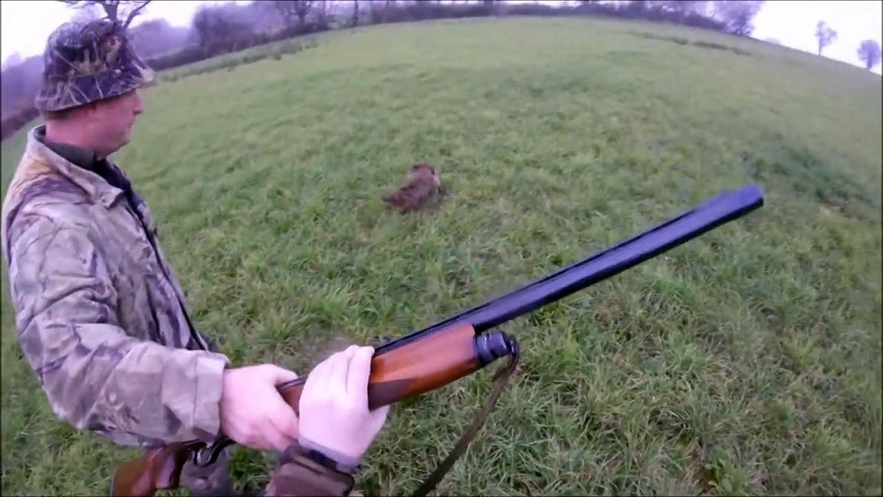 Chasse aux faisans avec Teckel - Très Nombreux Tirs !