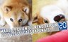 Marutaro: Le chien qui rend jaloux tous les lolcats japonais