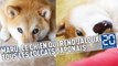 Marutaro: Le chien qui rend jaloux tous les lolcats japonais