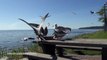 Food fight: Crows vs Seagulls: fish n chips