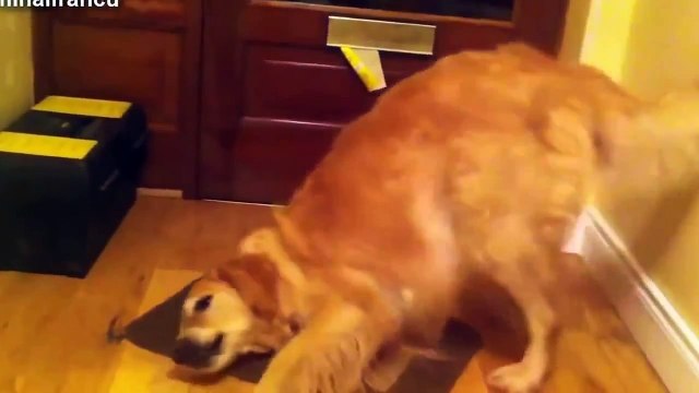 BEST FUNNY ANIMALS TRY NOT TO LAUGH Dog eats lemon ^^