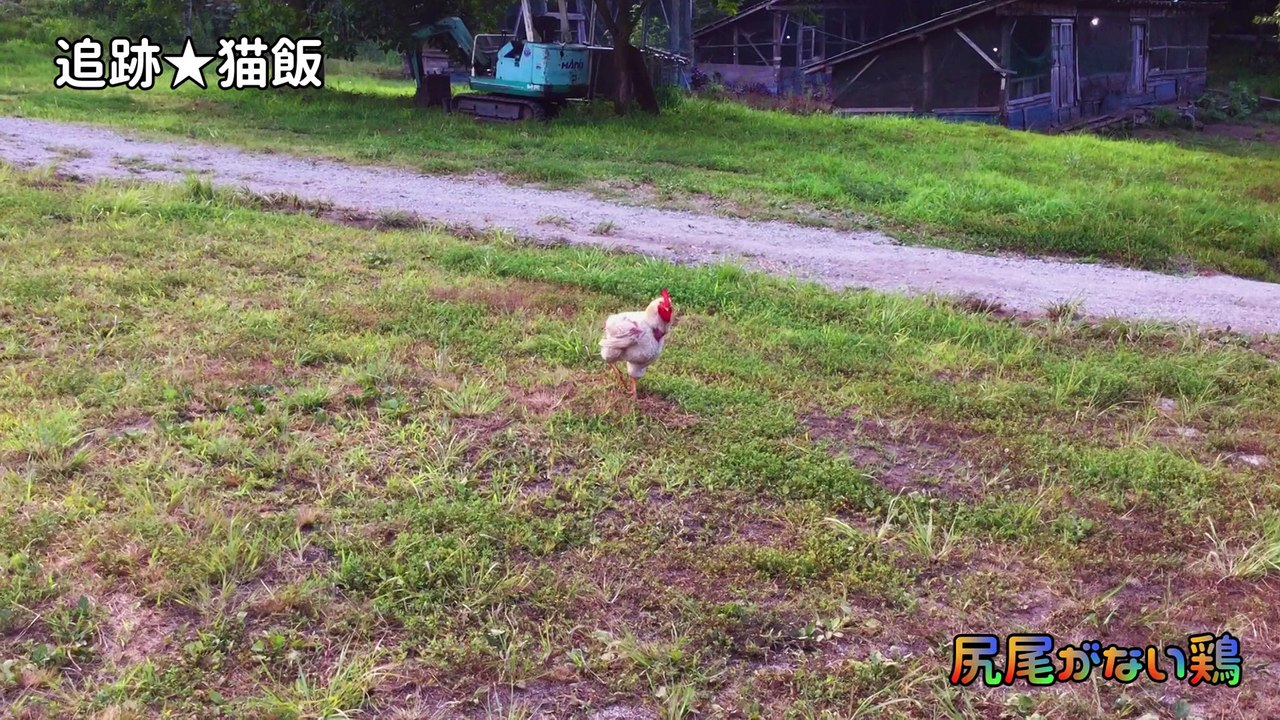 尻尾がないフクシマのニワトリ