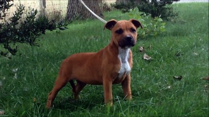 chiot staffie