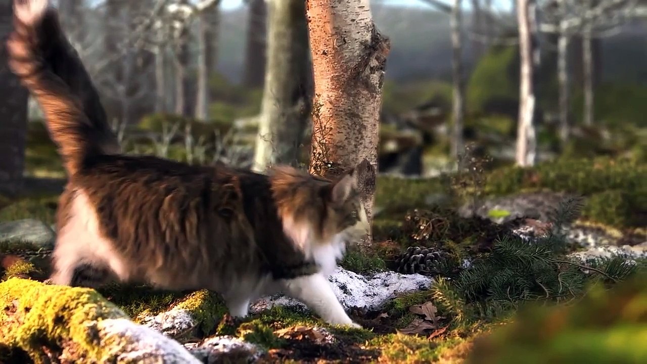 Norwegian Forest Cat