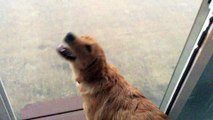 Golden Retriever Puppy sees rain for the first time and plays!